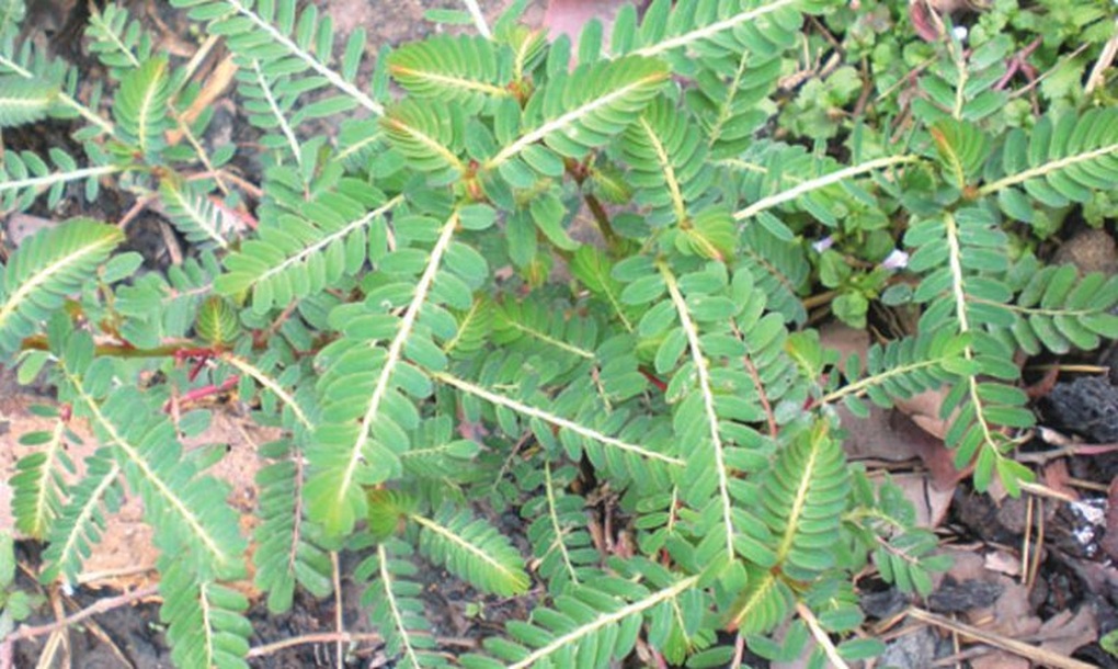 Tin tức 1