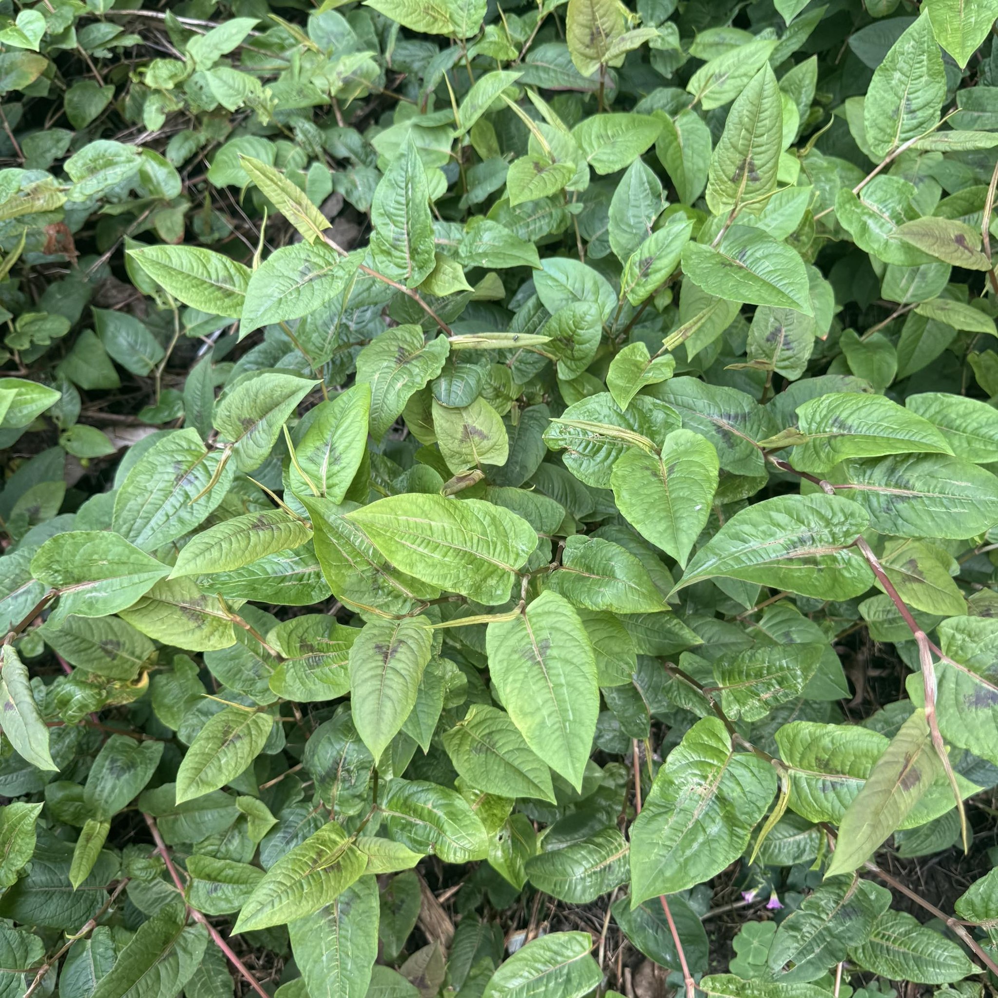 Tin tức 1