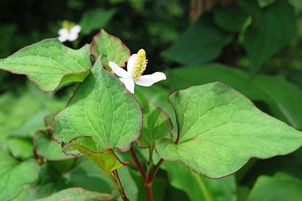 Tin tức 1